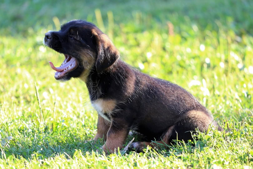 dog sitting on grass and yawning