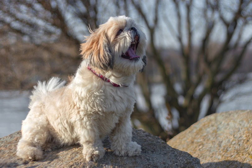 dog sitting on the rock and yawning