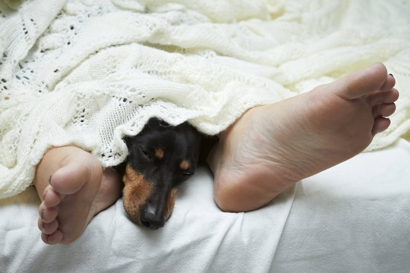 dog sleeping between his owner's legs