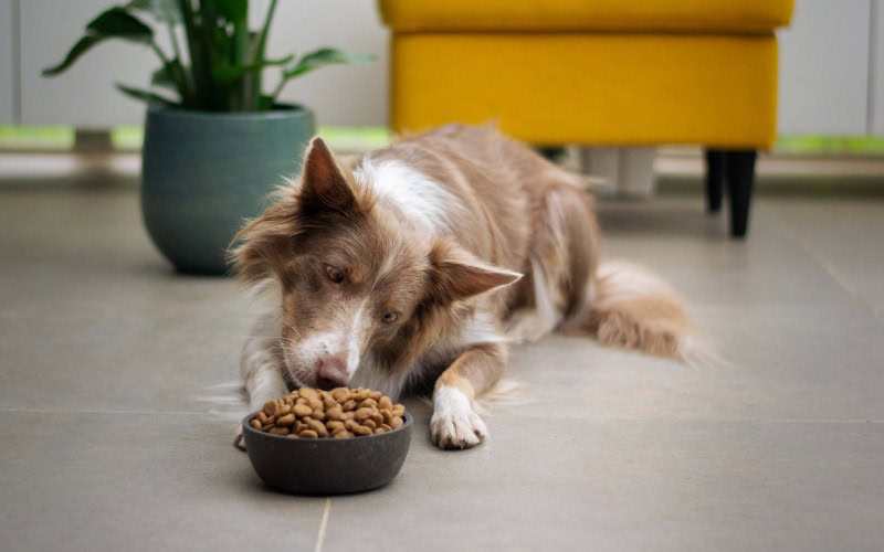 dog sniffing a bowl of kibble on the floor