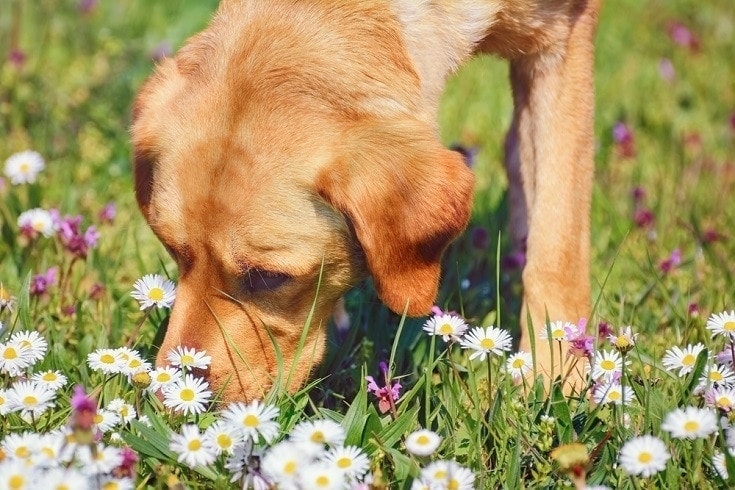 dog sniffing flowers
