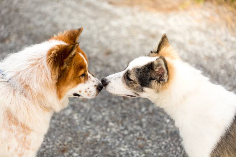 dog sniffing other dog outdoors