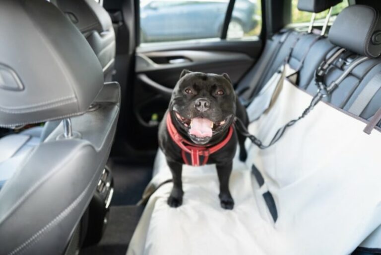 What to Do If You See a Dog in a Hot Car: Vet Reviewed Considerations ...