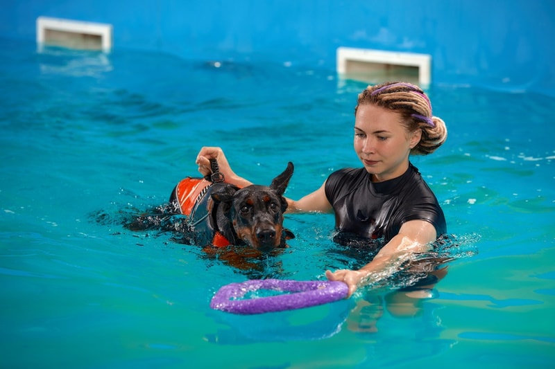 dog swimming training