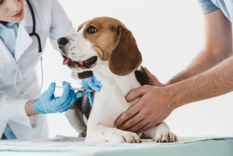 dog vaccination