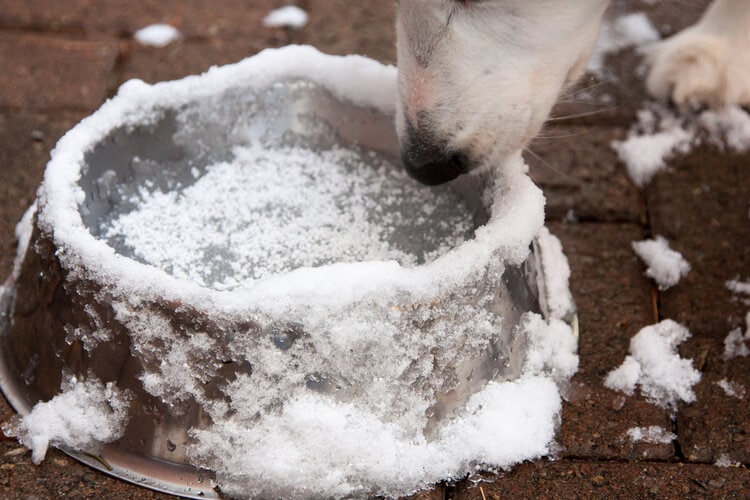 dog water bowl frozen in winter