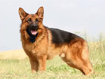 dog wearing collar with camera