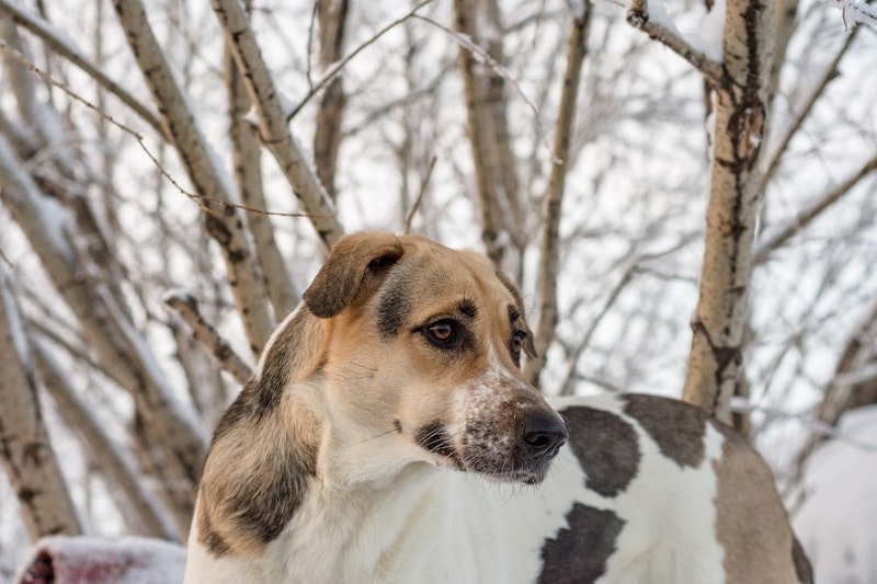 Anatolian Shepherd