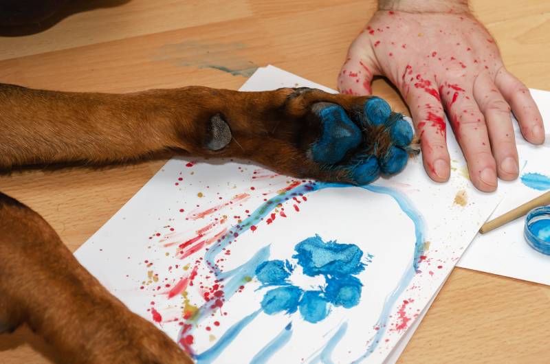 dog with blue colored paws is lying on a brown floor