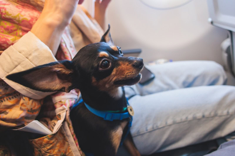 dog with owner in the aircraft cabin near the window during the flight