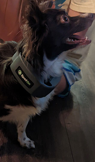 dog with the spot on gps fence collar
