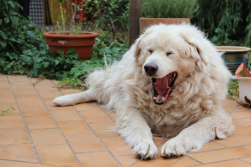dog yawning
