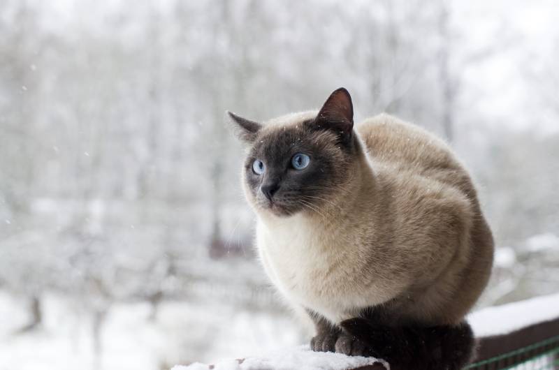 domestic cat froze over in the winter outside