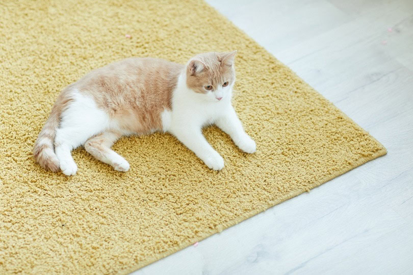 domestic cat resting on the floor