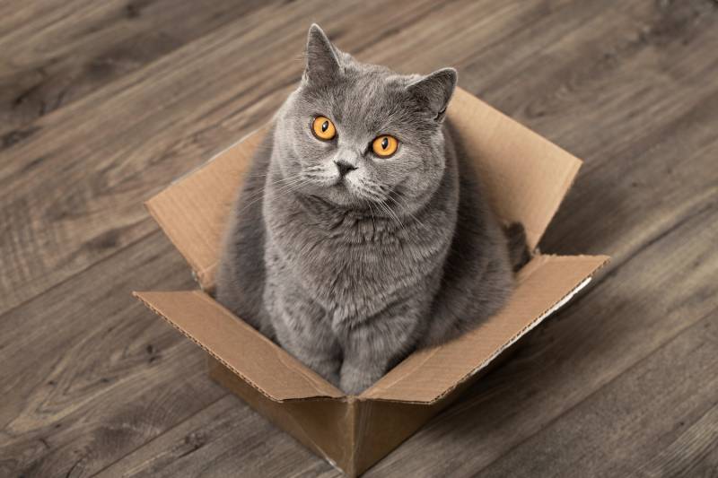 domestic cat sits in a box and looks upwards