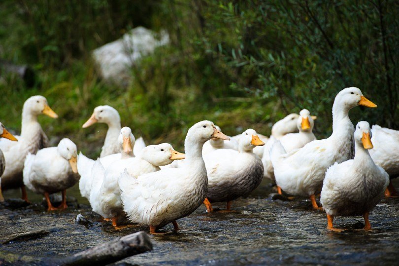 domestic ducks_The Len, Shutterstock