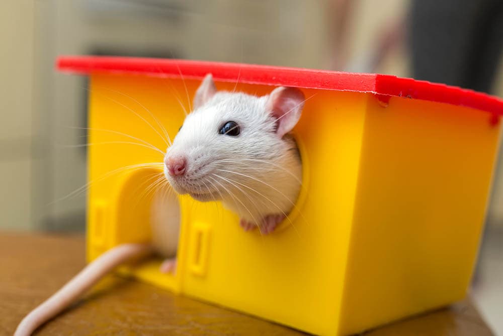 domestic pet rat and a toy house