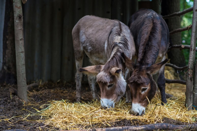 donkey eating straw