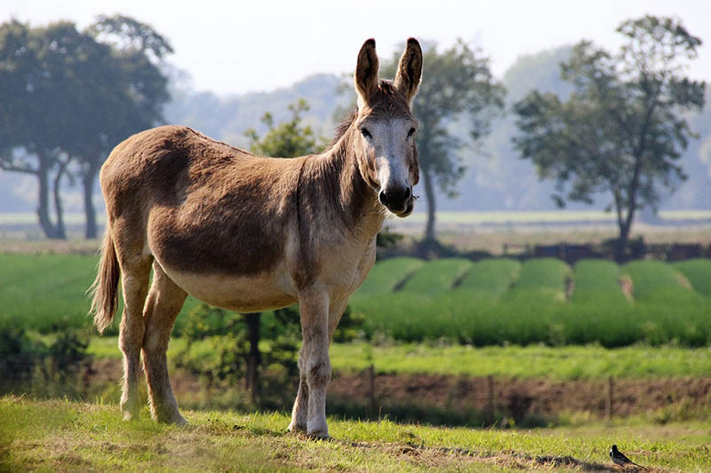 donkey in a farm