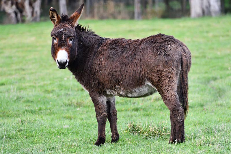 donkey standing on grassy field