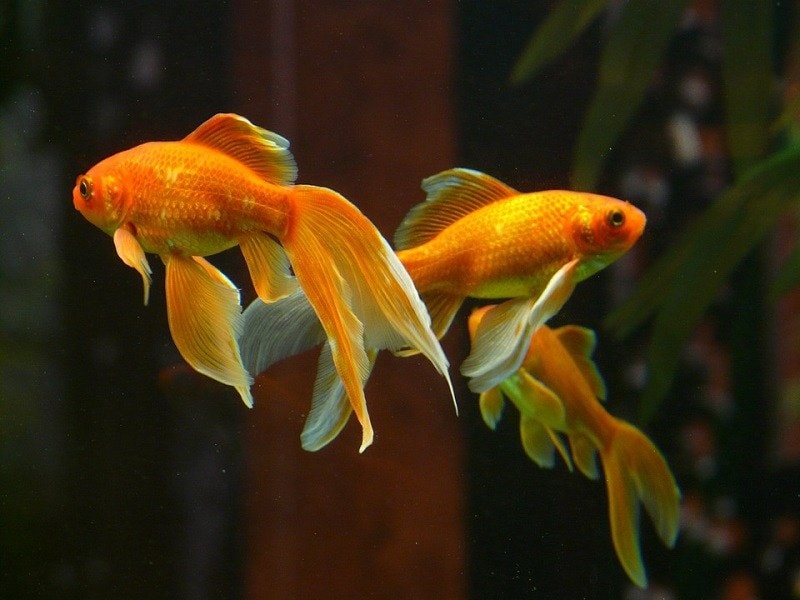double gold fish