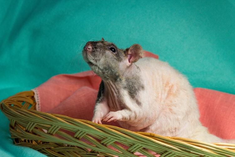 double-rex-rat-in-the-basket