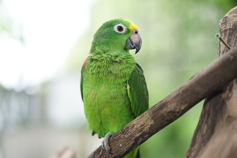 Double Yellow-Headed Amazon bird perched
