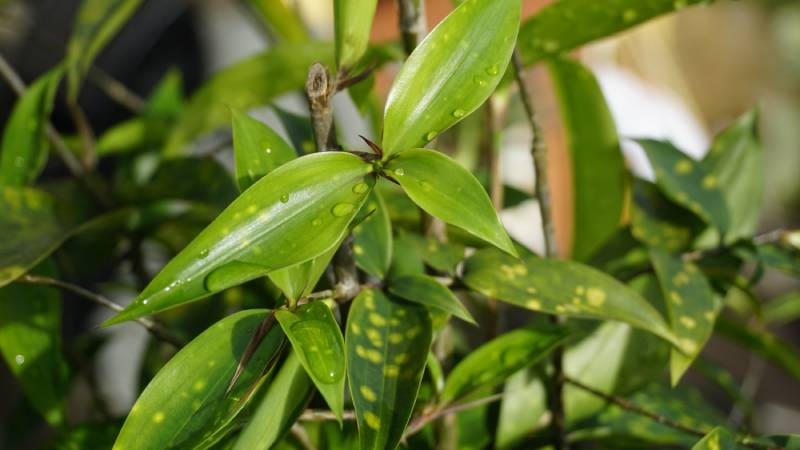 dracaena gold bamboo plants in the home garden