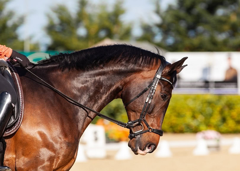 dressage horse-pixabay (2)