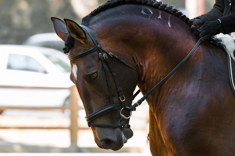 dressage horse-pixabay