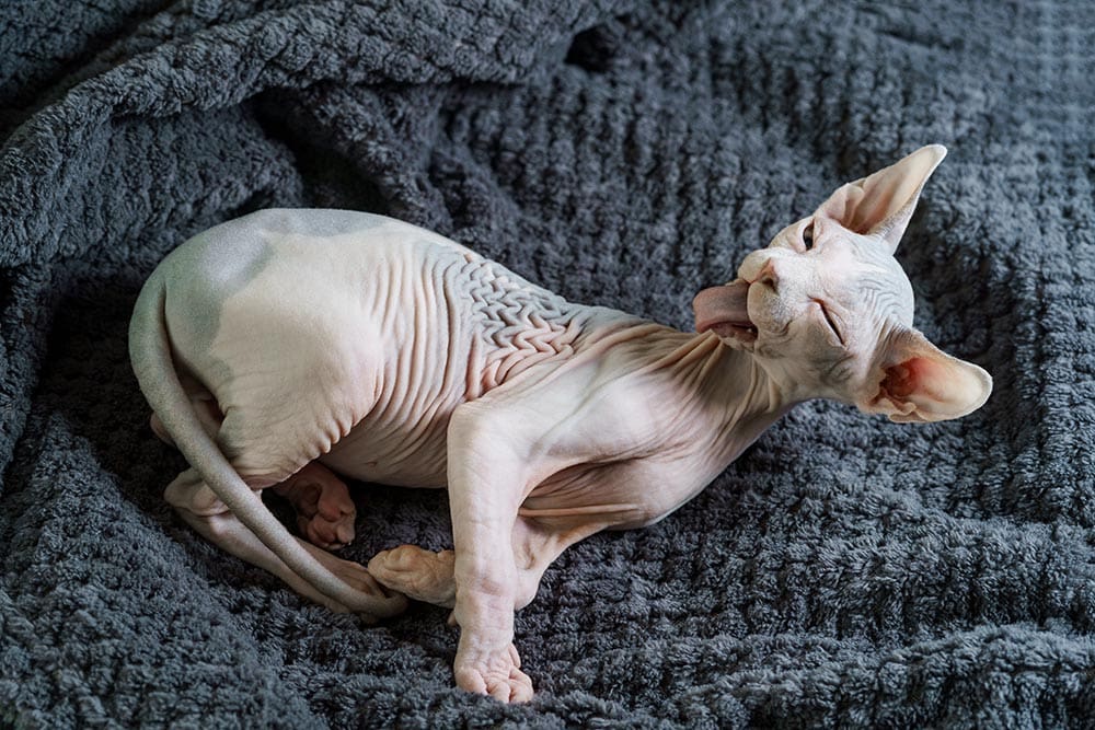drying sphynx kitten