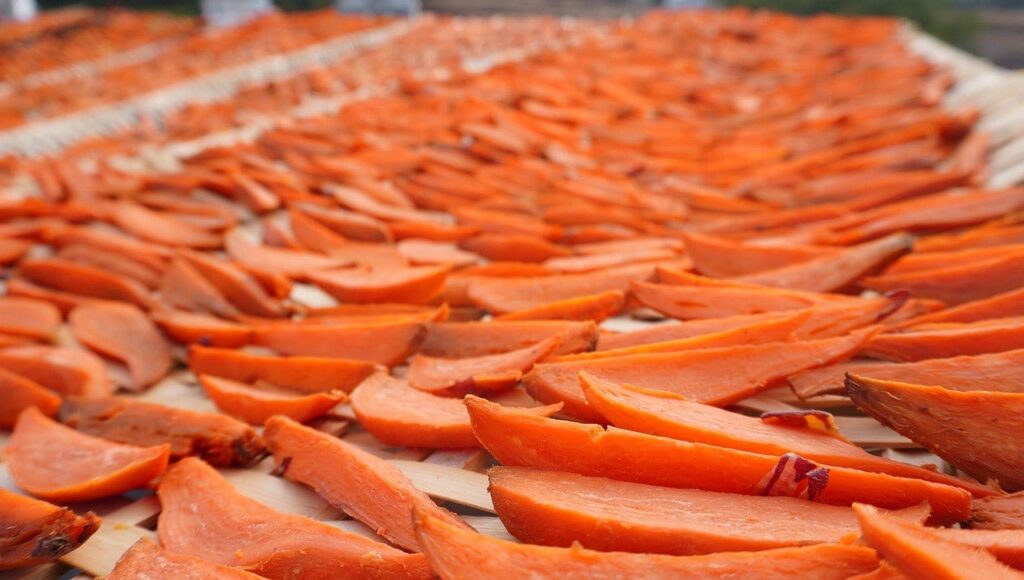 drying sweet potatoes