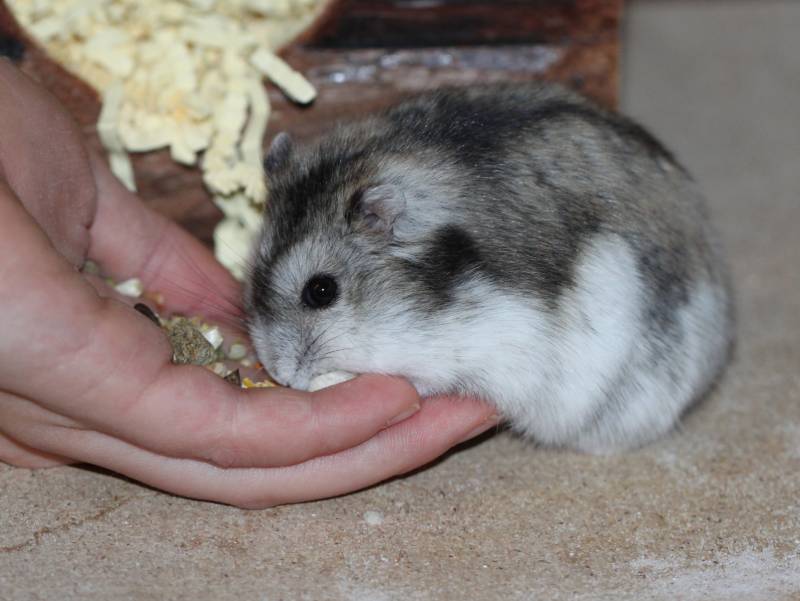 dsungarian dwarf hamster with seeds_Robirensi_Shutterstock