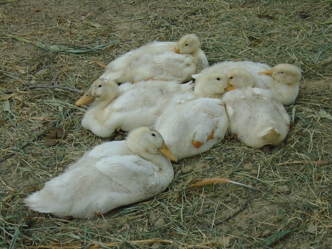 ducks resting