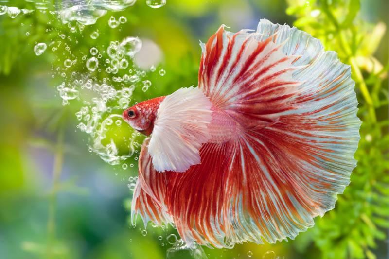 dumbo betta fish in an aquarium flaring