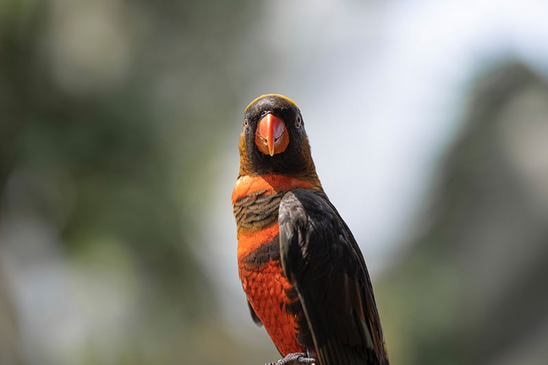 dusky lorikeet in blur background