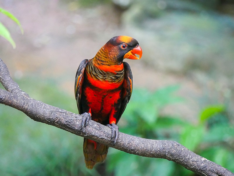Dusky lory bird perched on a branch