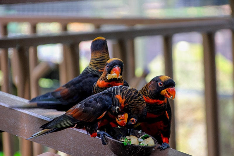 dusky lory birds eating together