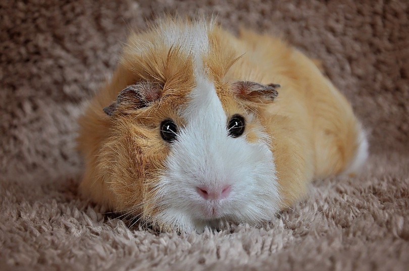 dutch guinea pig