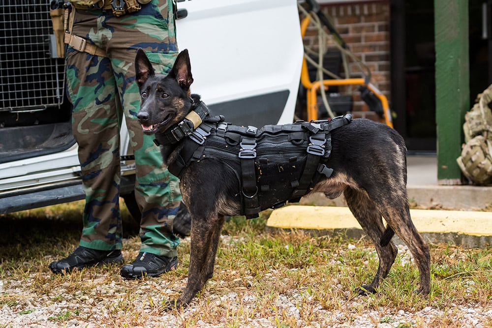 Dutch Shepherd dog on duty for military