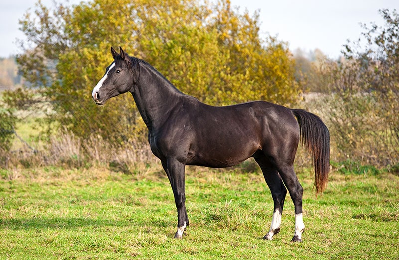 dutch warm blood stallion standing on grass