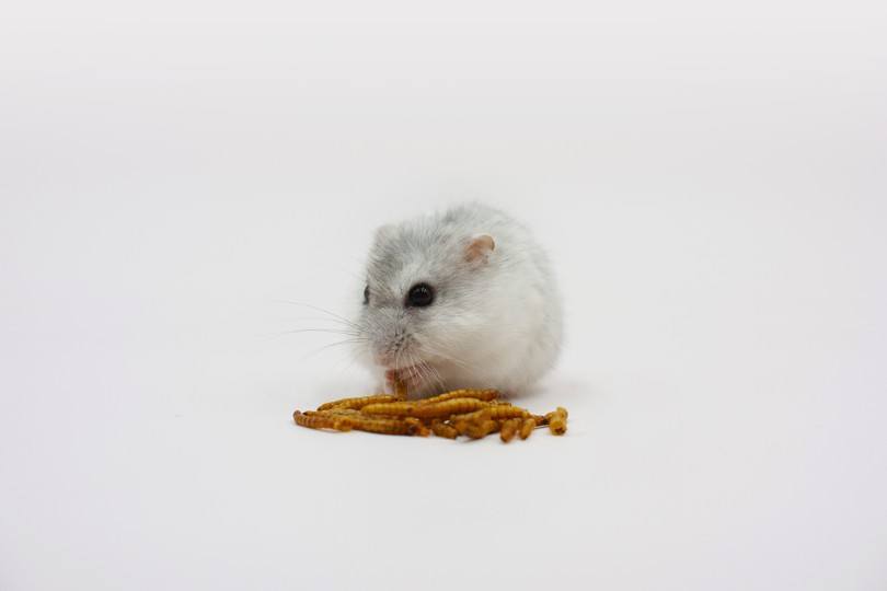 dwarf hamster eating dried mealworms
