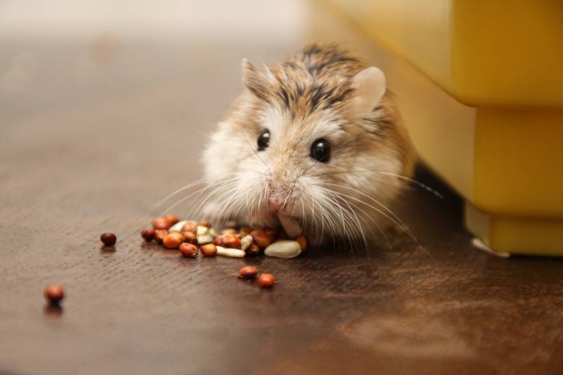 dwarf hamster out of the cage eating grains