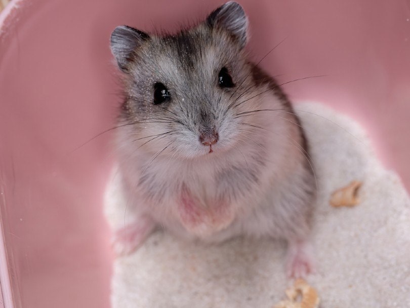 dwarf hamster