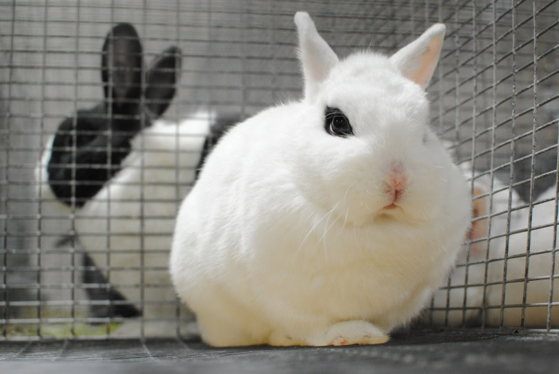 dwarf hotot rabbit_WBes_Shutterstock