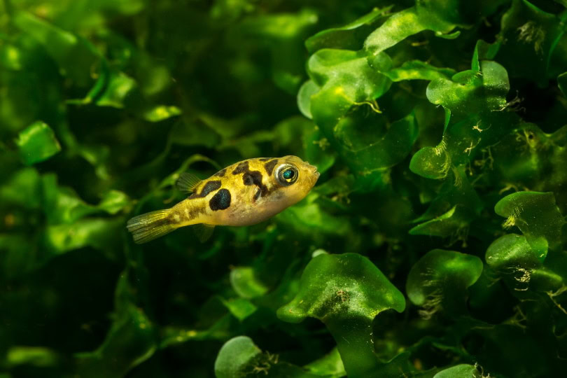 dwarf pufferfish