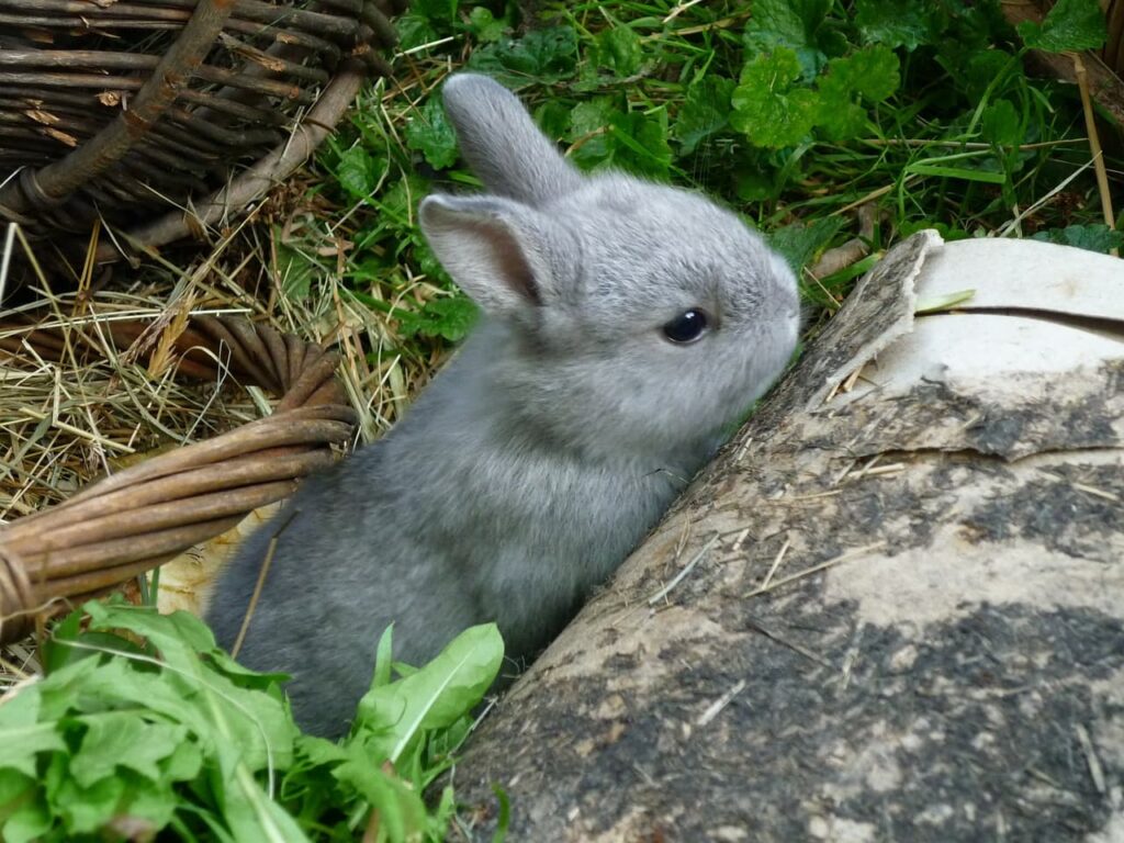 grey netherland dwarf