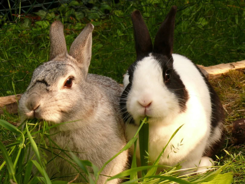 dwarf rabbit eating_Piqsels