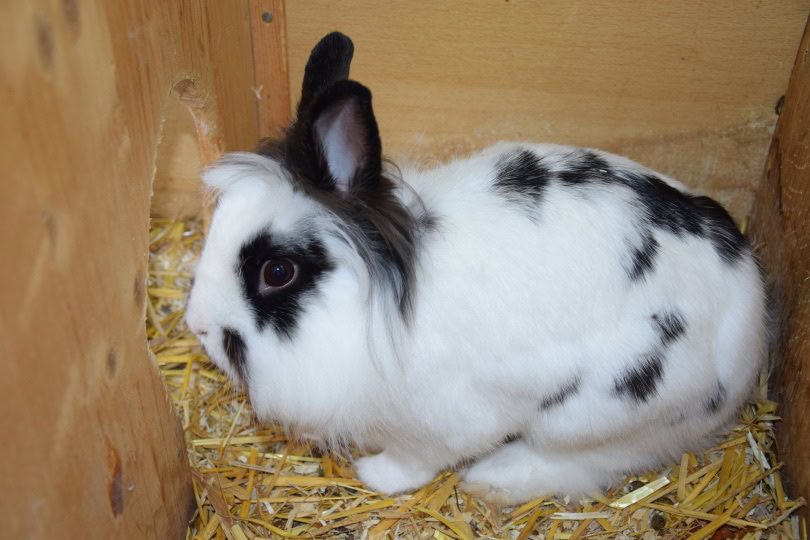 dwarf rabbit