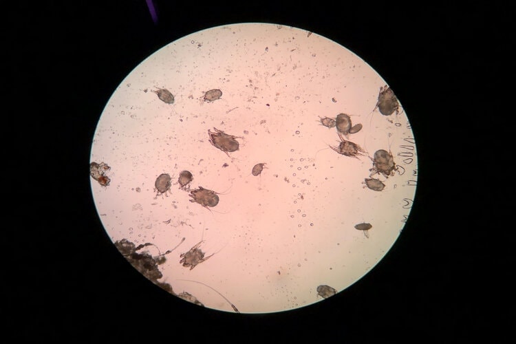 ear mites under microscope